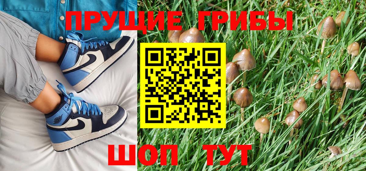 Псилоцибиновые грибы Psilocybe Всеволожск